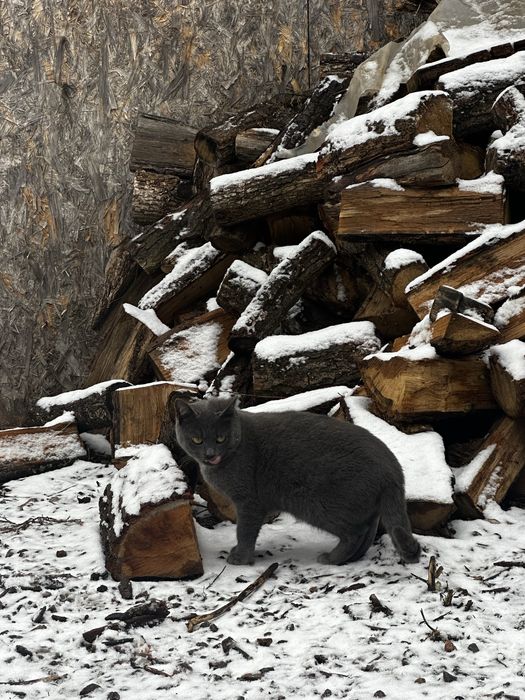 Кошенята, котик сірий