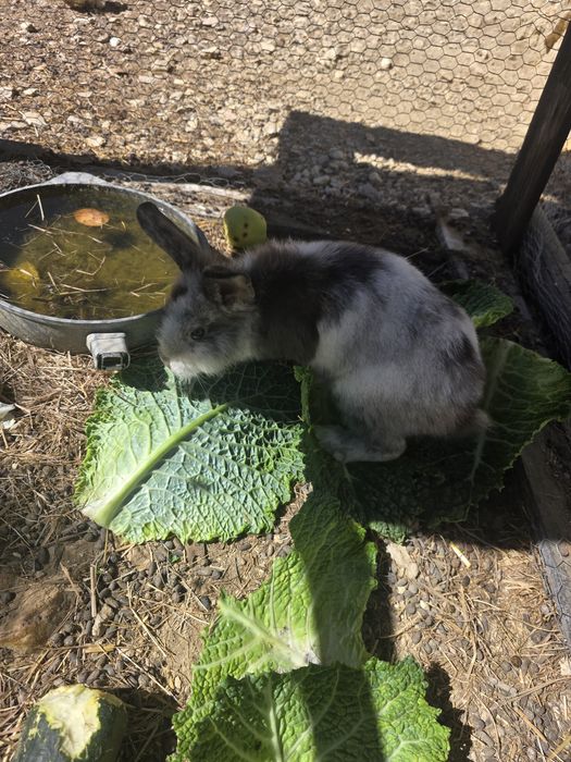 Coelhos angora pequenos