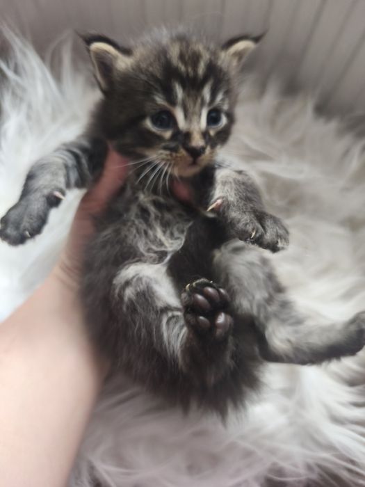 Sprzedam Maine coon