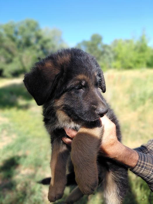 Щінки німецької вівчарки