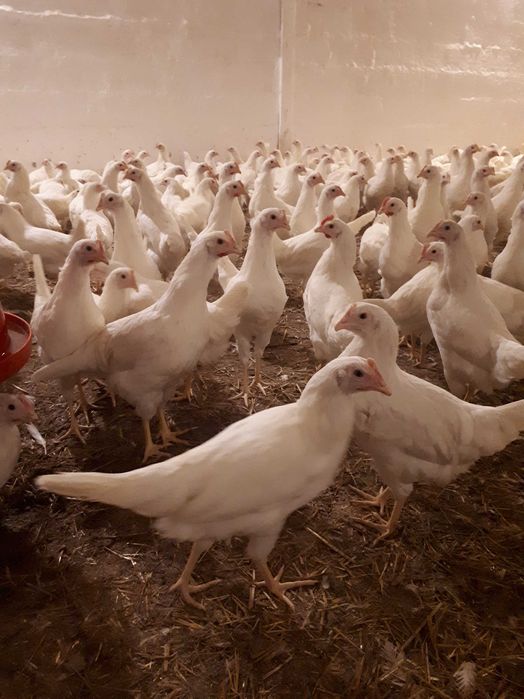 Kury nioski młode Rosa Messa Leghorn z pierwszym jajkiem Dowóz Gratis