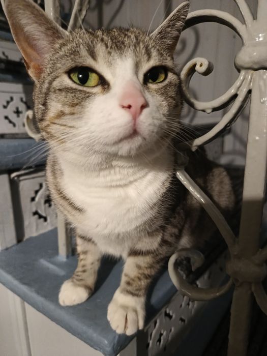 Oddam kotkę 2,5 letnia