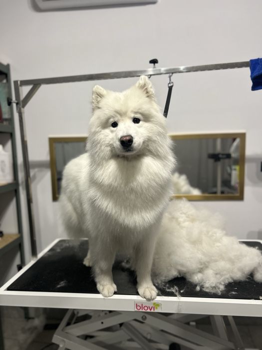 Psi fryzjer Salon groomerski Lilli