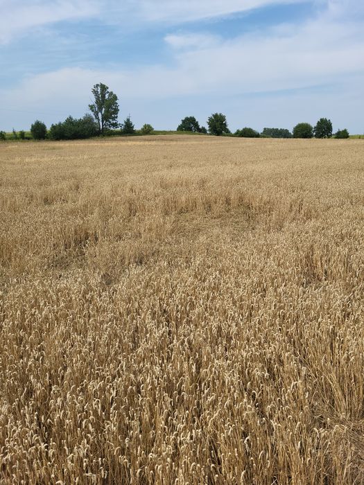 Owies alternatywa dla pelletu dowóz