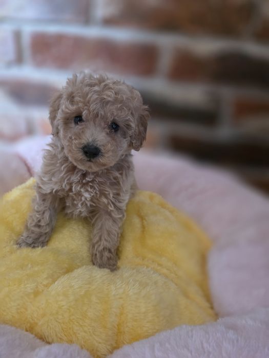 Maltipoo  f1 suczka mocny skręt do odbioru!!