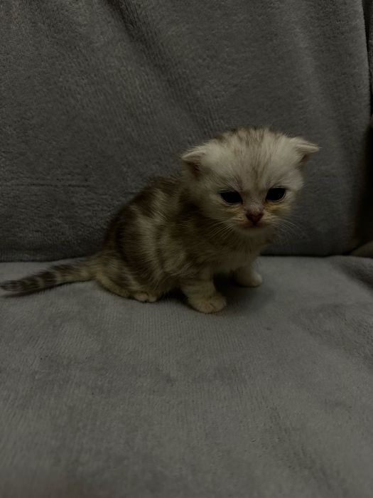 бронювання кошенят