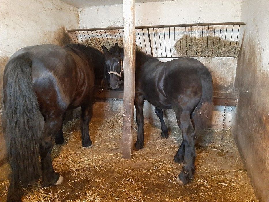 Sprzedam klacz zimnokrwistą