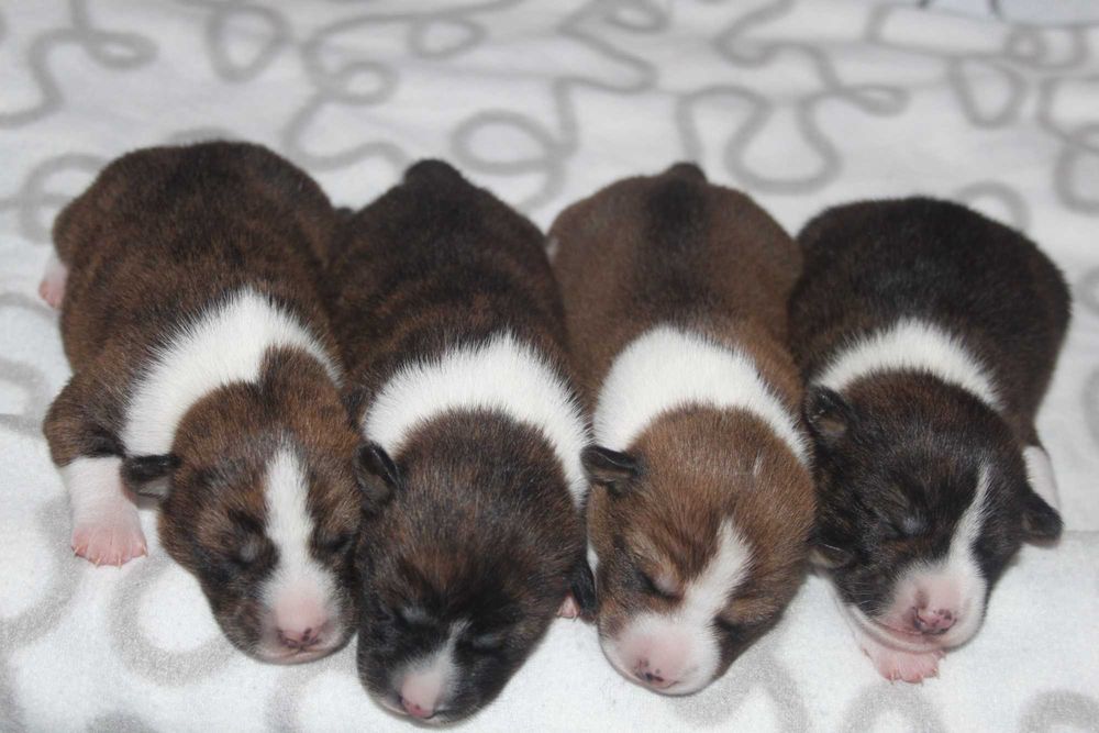 Цуценята басенджі Україна Київ