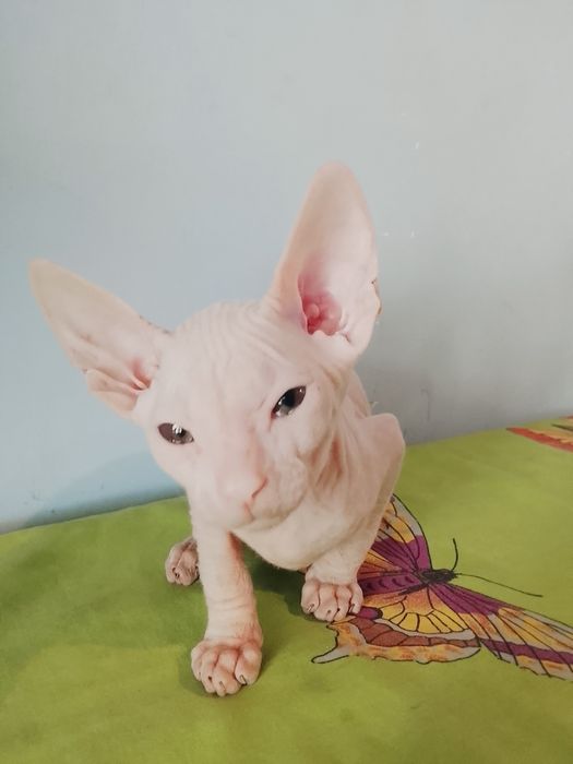 Продажам котят донского сфинкса.   Род 23 04