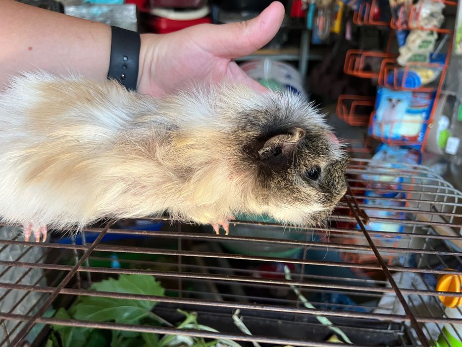 Морская свинки (8 месяцев)