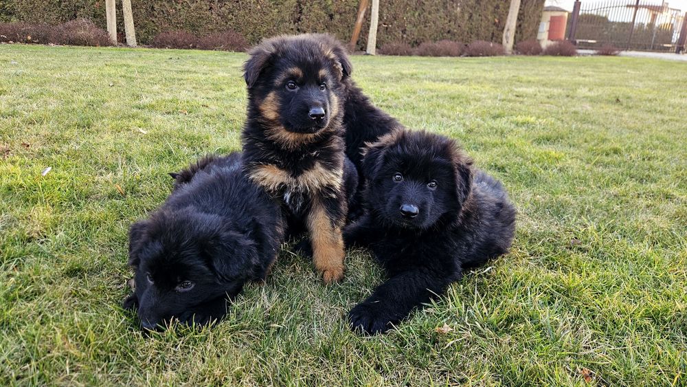 Owczare niemiecki szczeniak