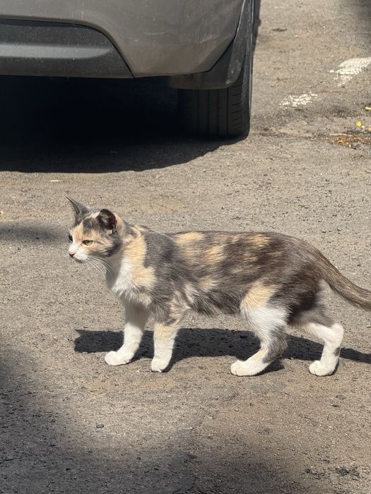 Кошенята в добрі руки