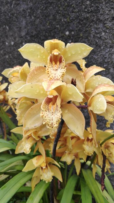 Orquídea Amarela aromática