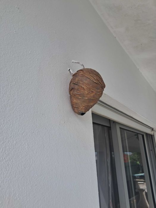 Afasta Vespas Naturalmente – Ideal para Varandas e Jardins