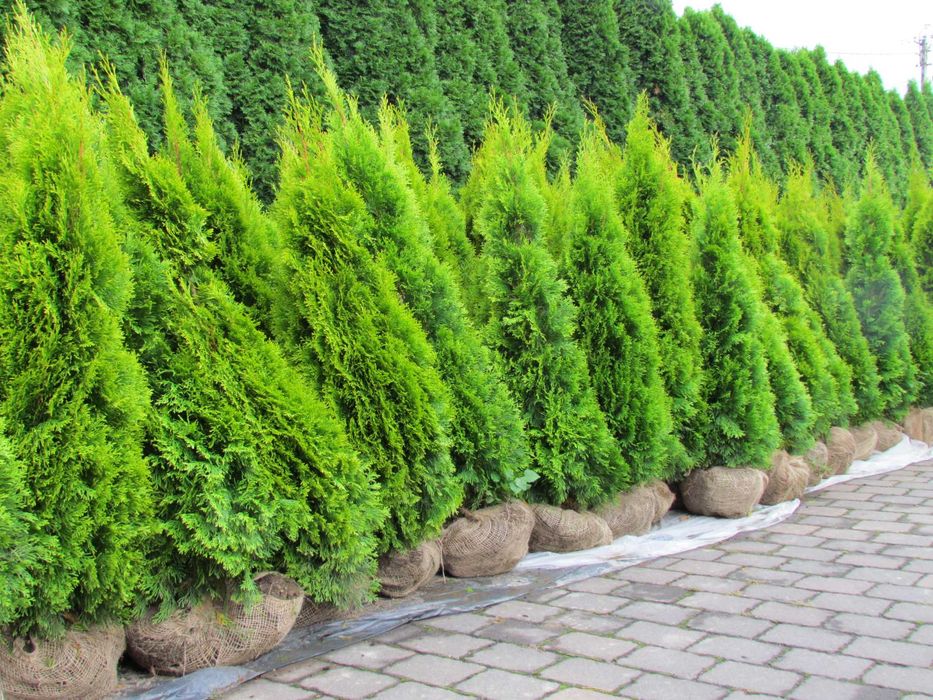 Tuja Szmaragd Gold , Janed Gold 110-150cm    PIĘKNE , Duży wybór