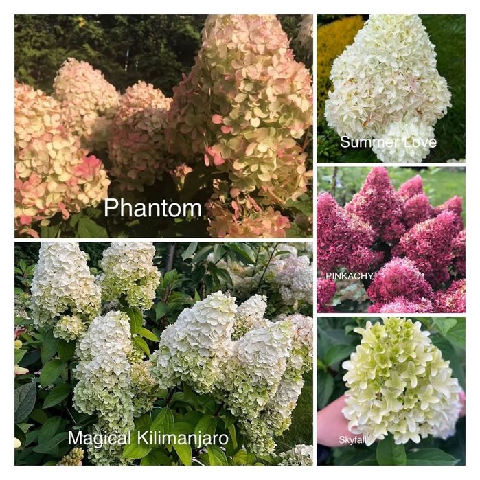 Черенки гортензии