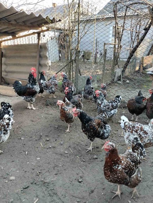 Лівенська ситцева ІЯ