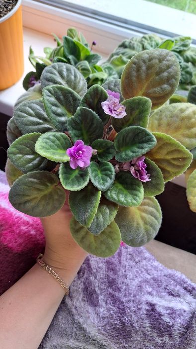 Фіалка, кімнатні рослини, фиалочки