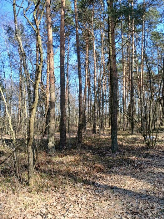 Dzialka rolna z ziemio i lasem