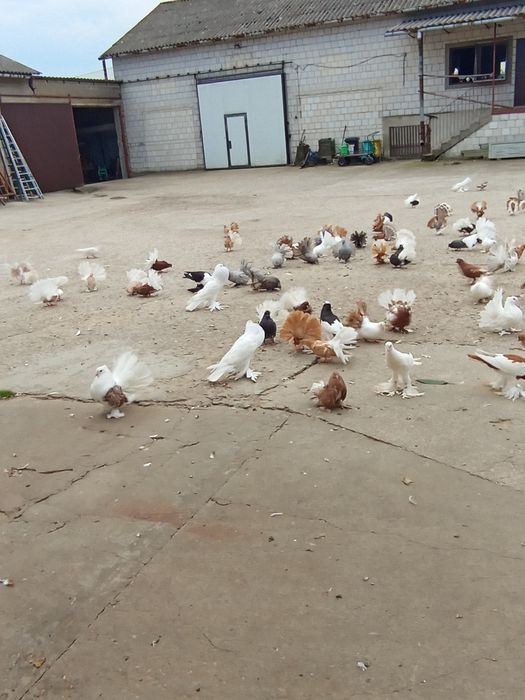 Pawiki pawiki indyjskie garłacze.