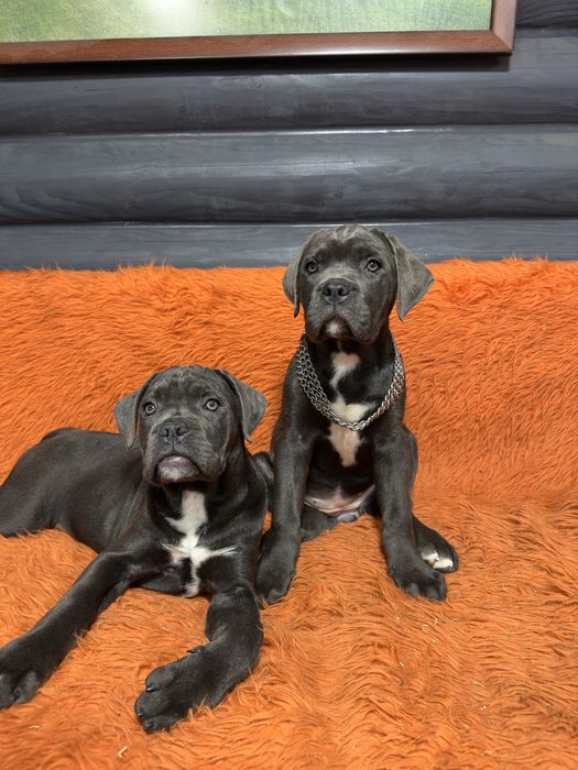 Дівчинка красуня сіро-голуба 2міс