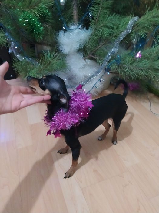 ВЯЗКА тойтерьер мальчик