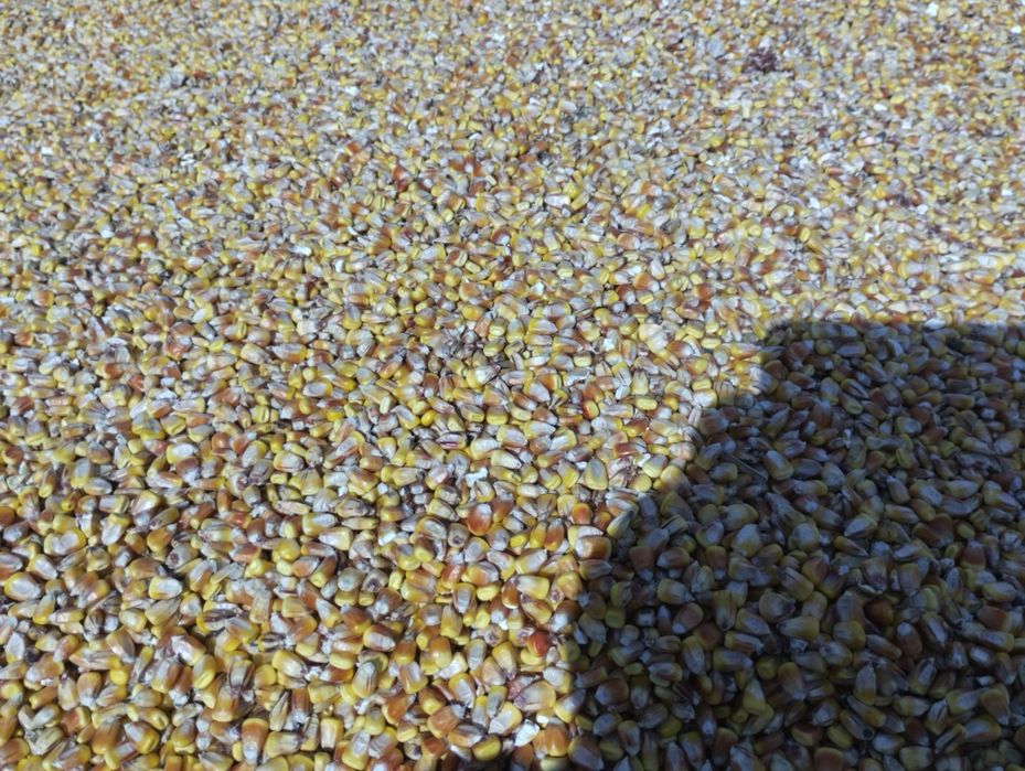 Продам кукурудзу