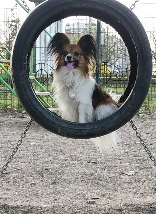 Вʼязка,  пес, собака, кабель - Папійон / Папільон