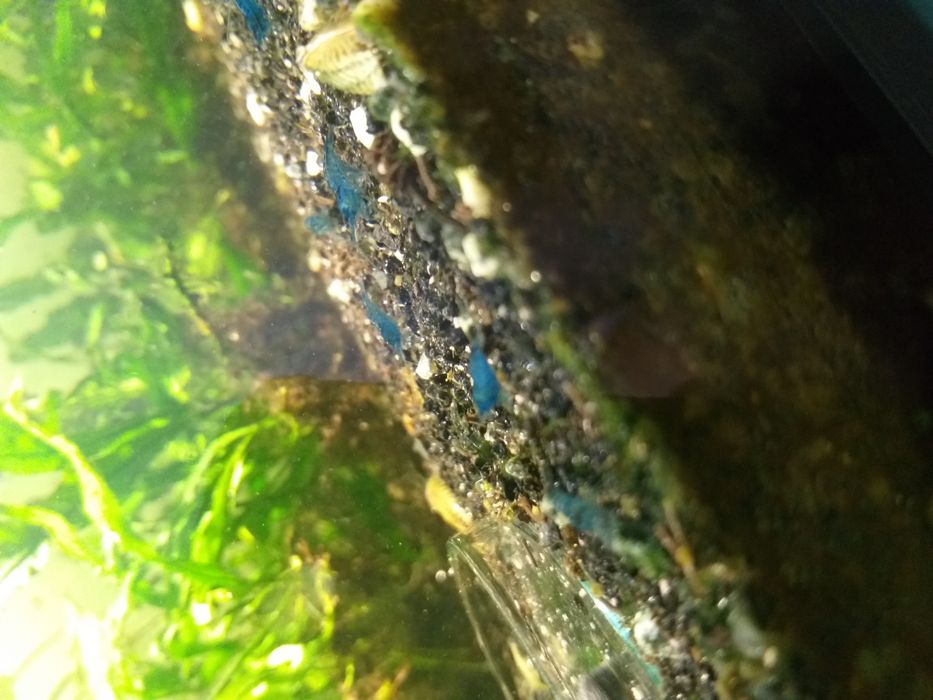 Promocja !!! Neocardina Blue velvet. Niebieskie.