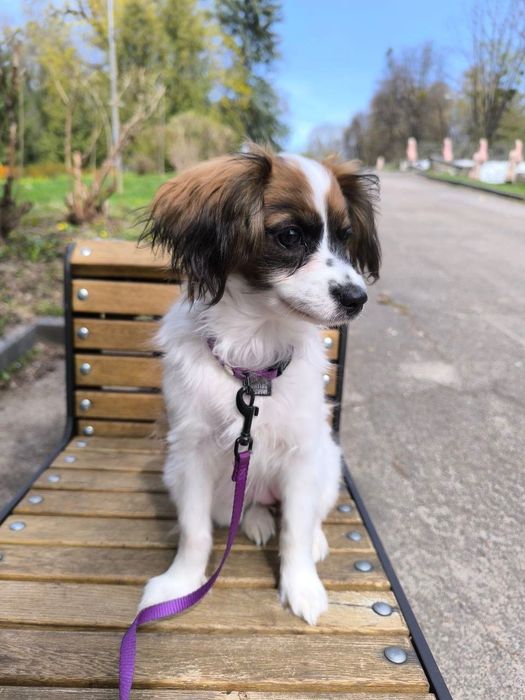 Спаніель  той іграшкова дівчинка