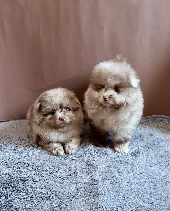 Два мальчика шпица , pomerania