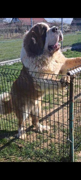 Bernardyn  Bardzo masywny