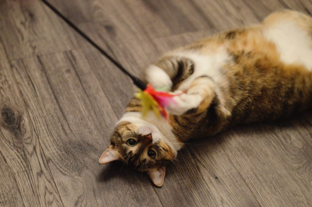 Trikolorka Miśka szuka domu