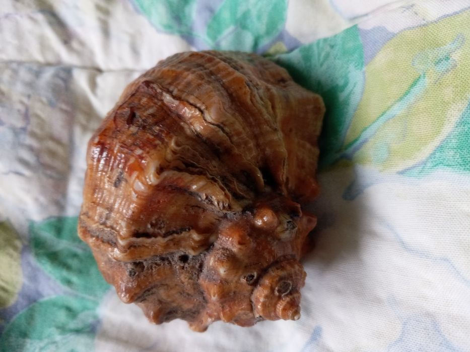 Ракушка океанская, большая.  Цвет золотисто- бронзовый. Тематика- море