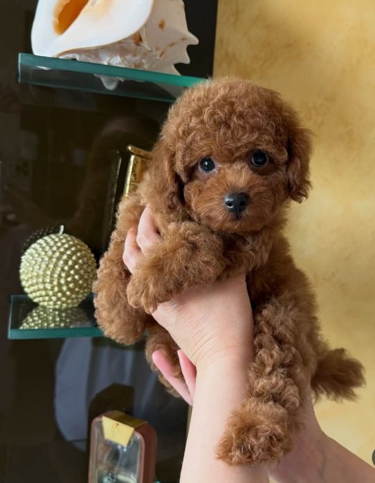 Супер маленький хлопчик той Пудель