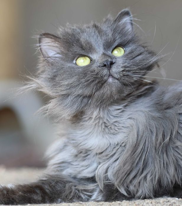 Хагрид, 2 года, котик пушистый