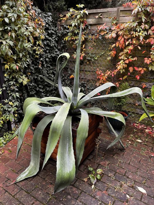 Agawa (kaktus) do ogrodu lub salonu