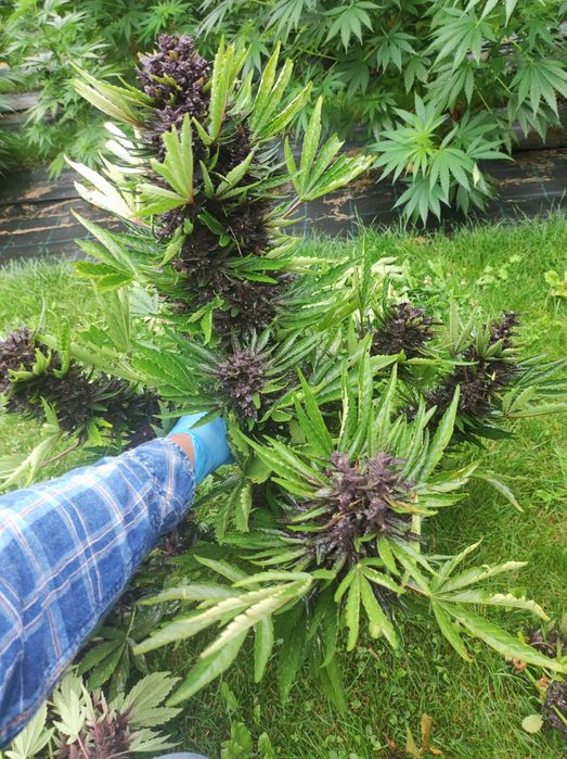 Black Devil  CBD susz nieobcięty 1 kg 1000g