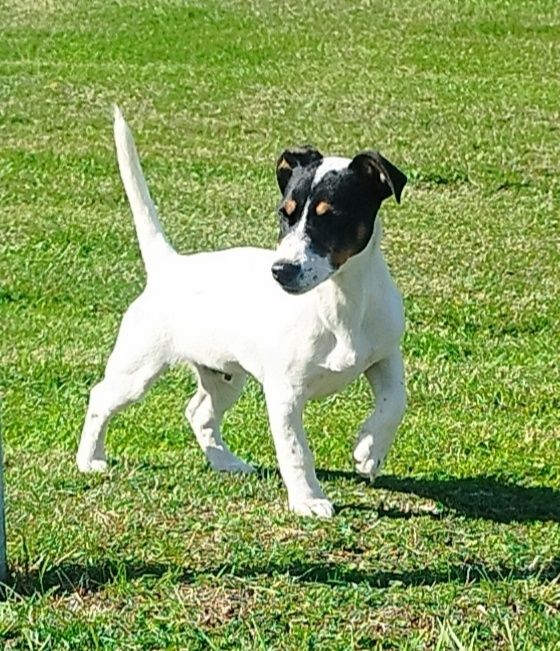 Szczeniak Jeck Russell Terrier
