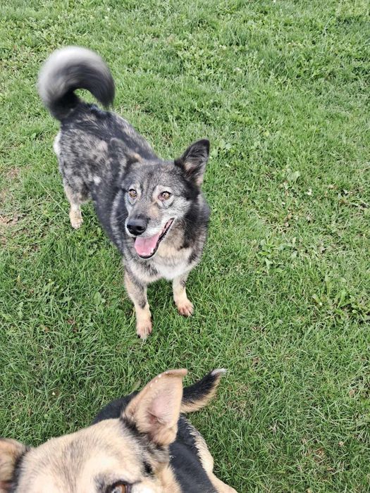 Askan-pies o niebanalnej urodzie