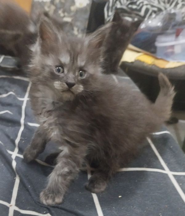 котята мейн-куна бронь