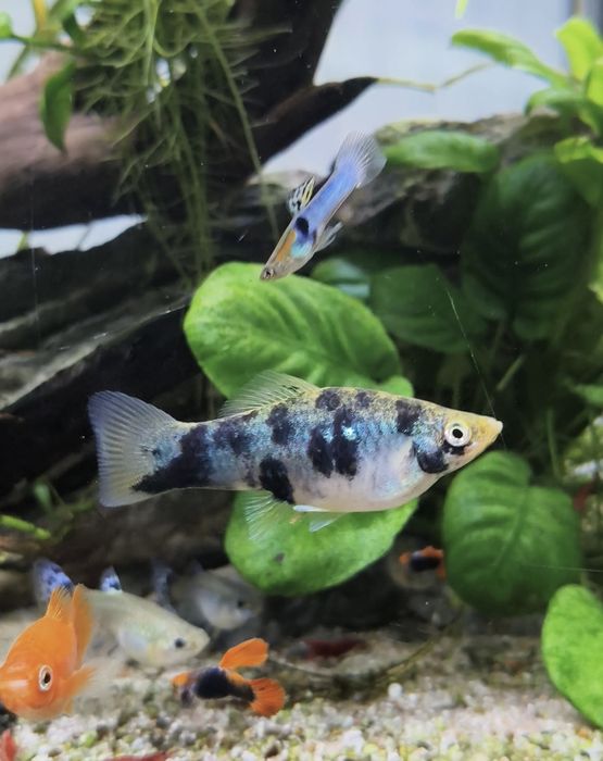 Lote de espadas adultos e juvenis