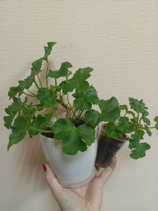 Пеларгонія Dolce Vita mia purple eyes