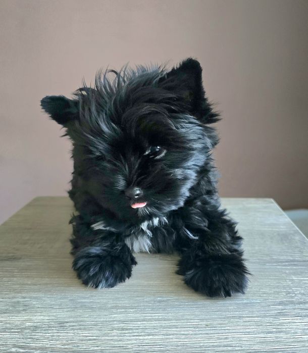 Yorshire terrier piesek