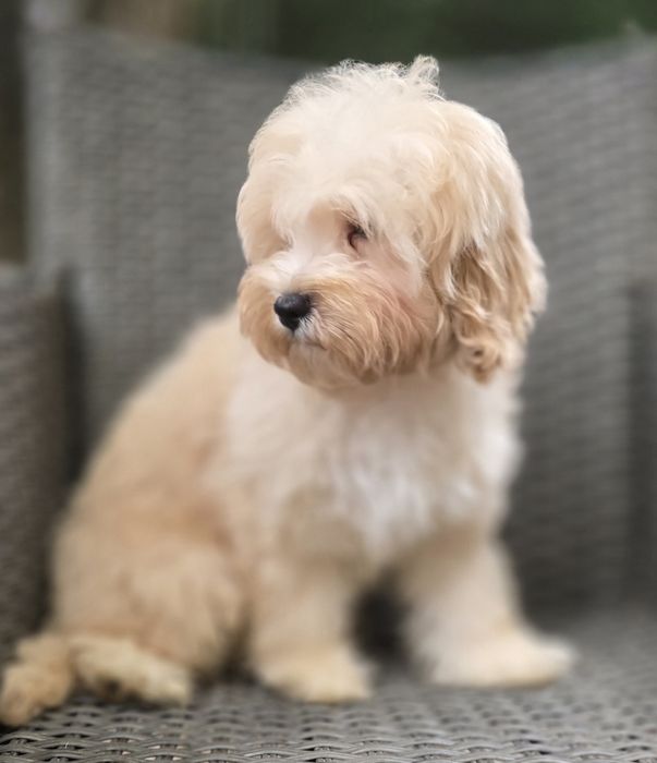Maltipoo / chłopczyk