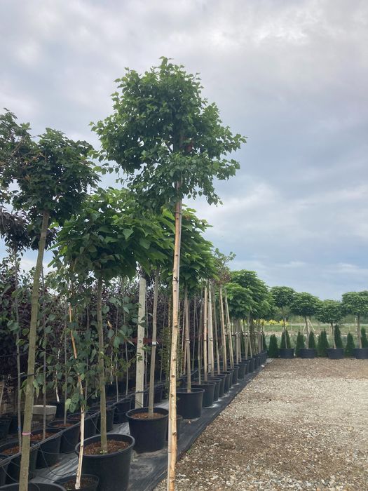 drzewa alejowe Klon Brzoza Akacja Wiąz Platan katalpa