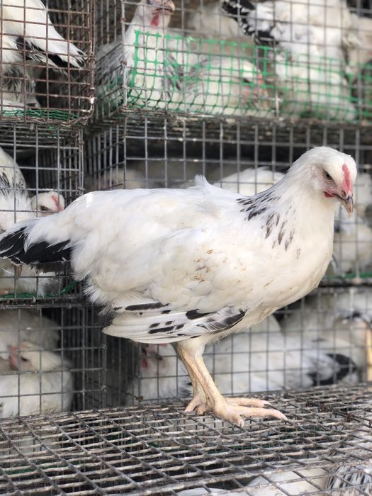 Кури Домінанти. Срібний Адлер