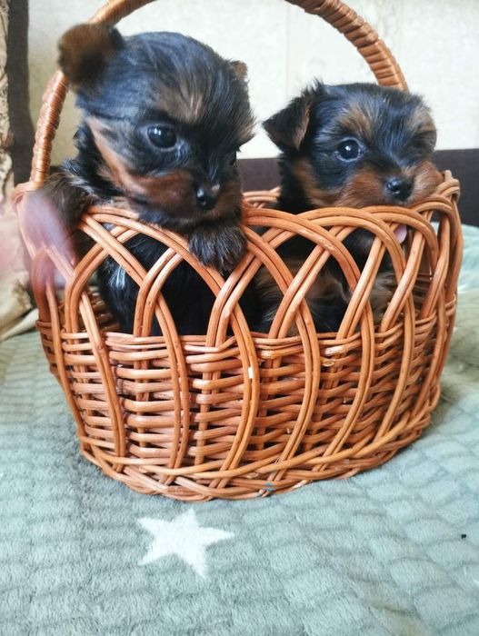 Міні йорки,дівчинка