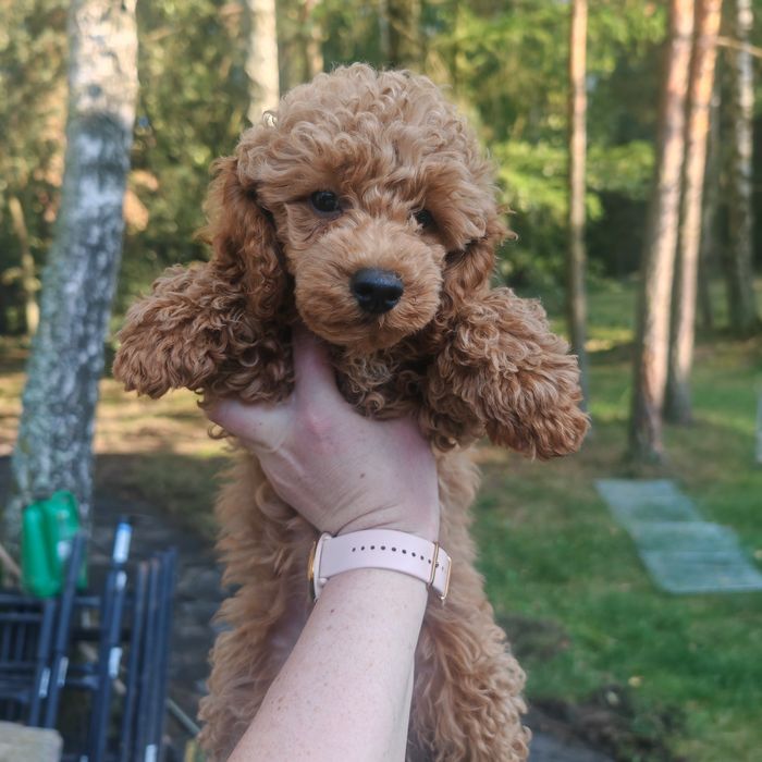 Pudel miniaturowy SUCZKA Red Brown rodowód chip wyprawka