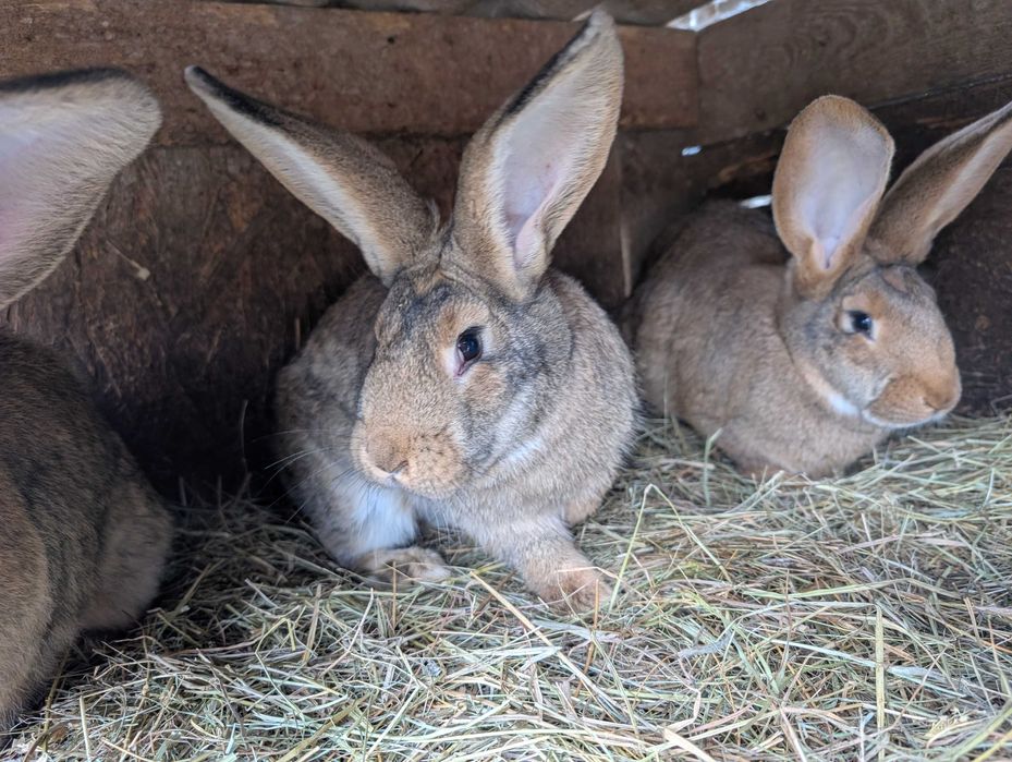 Króliki Samice Młode